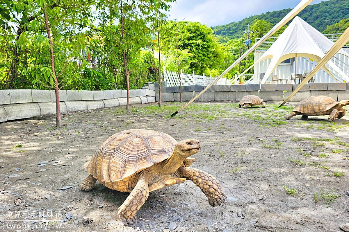 慢吞吞農場｜宜蘭冬山動物農場～象龜、浣熊、柯爾鴨、垂耳兔都可以餵食 @兔兒毛毛姊妹花