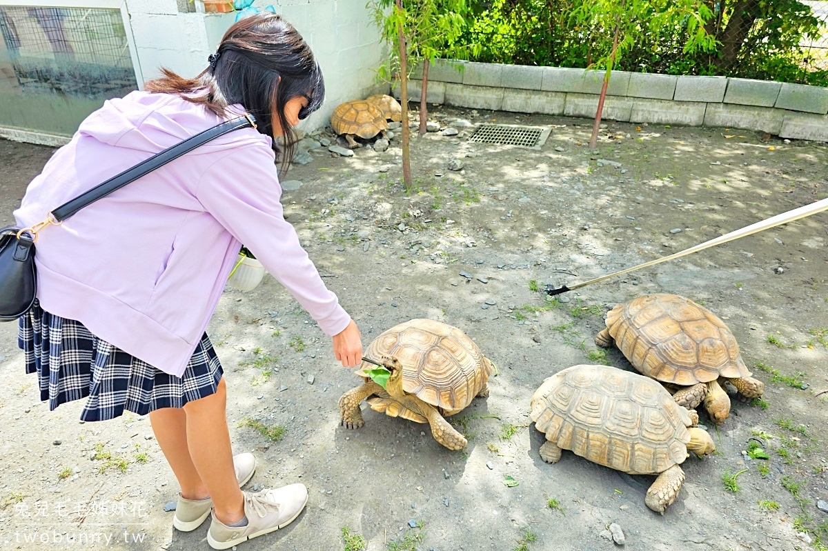 慢吞吞農場｜宜蘭冬山動物農場～象龜、浣熊、柯爾鴨、垂耳兔都可以餵食 @兔兒毛毛姊妹花