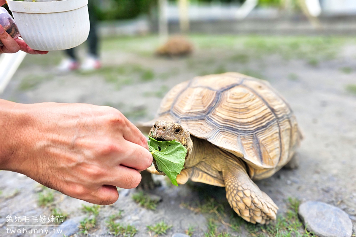 慢吞吞農場｜宜蘭冬山動物農場～象龜、浣熊、柯爾鴨、垂耳兔都可以餵食 @兔兒毛毛姊妹花