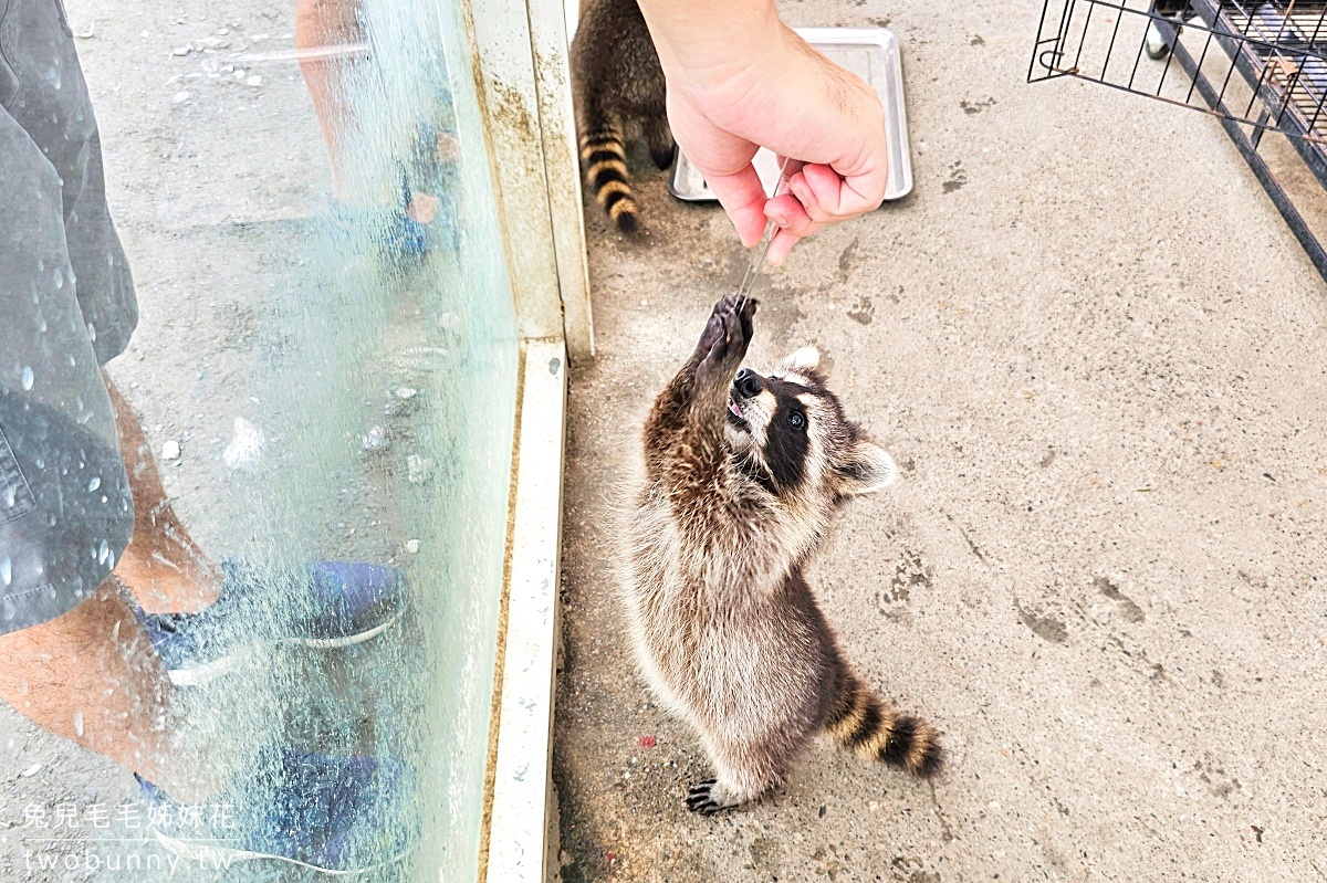 慢吞吞農場｜宜蘭冬山動物農場～象龜、浣熊、柯爾鴨、垂耳兔都可以餵食 @兔兒毛毛姊妹花