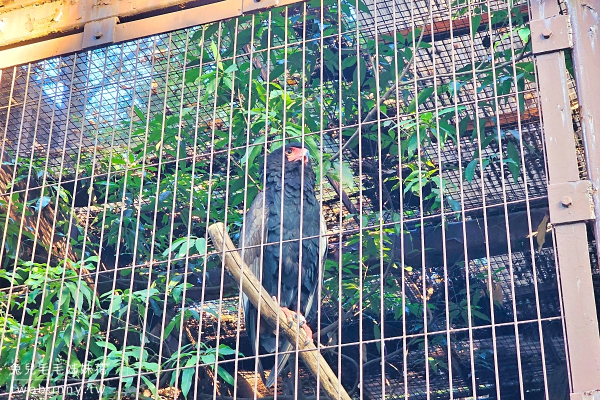 【上野動物園】東京必訪動物園｜門票、交通、北極熊、鯨頭鸛完整攻略 @兔兒毛毛姊妹花