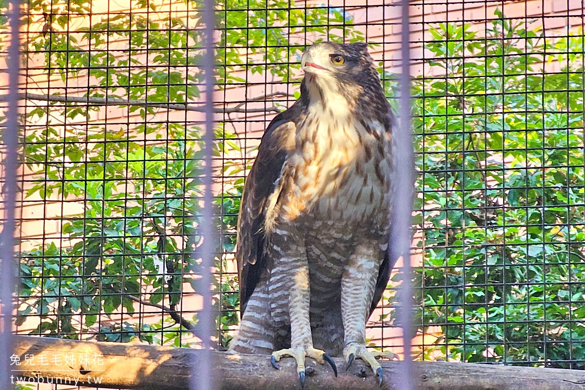 【上野動物園】東京必訪動物園｜門票、交通、北極熊、鯨頭鸛完整攻略 @兔兒毛毛姊妹花