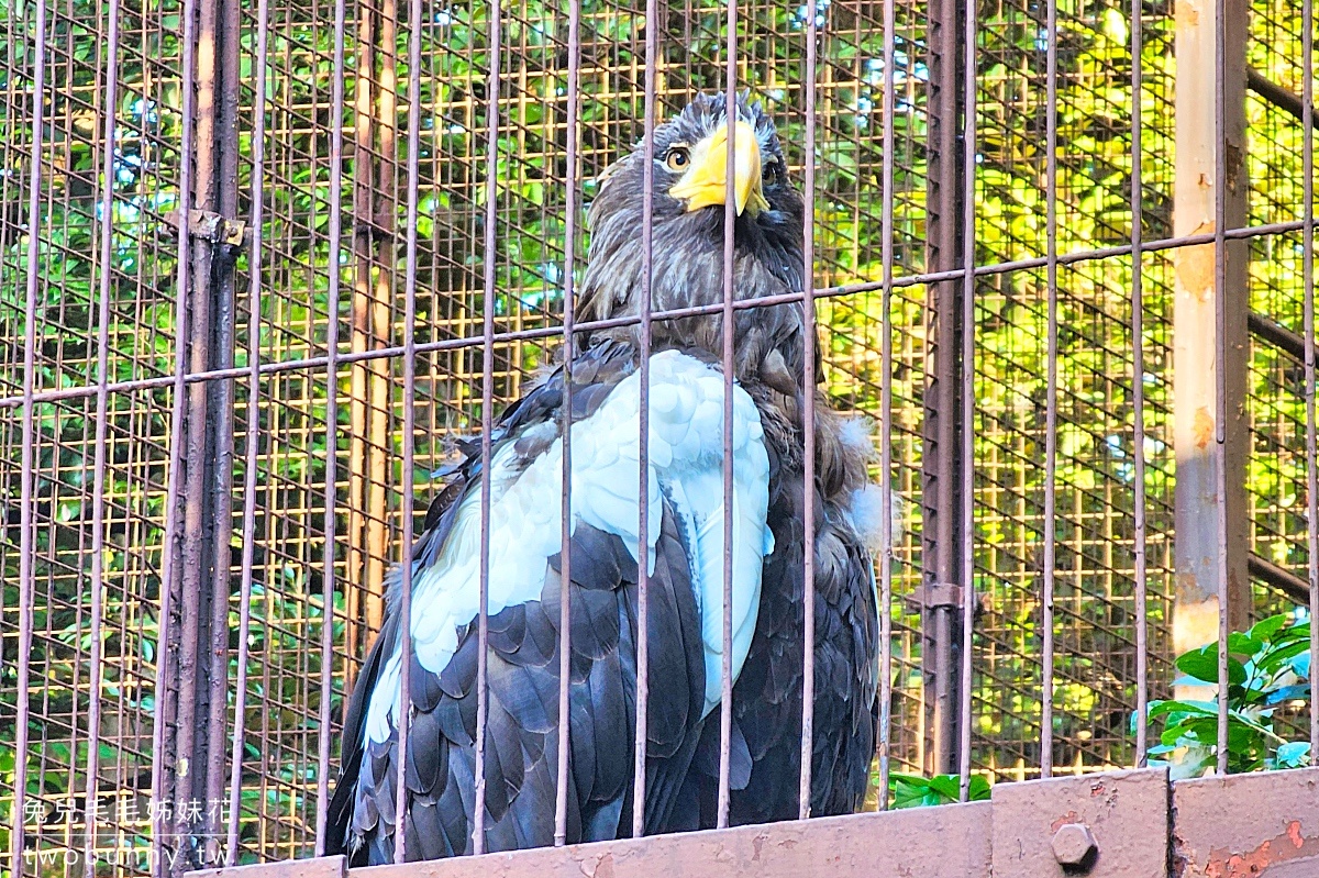 【上野動物園】東京必訪動物園｜門票、交通、北極熊、鯨頭鸛完整攻略 @兔兒毛毛姊妹花