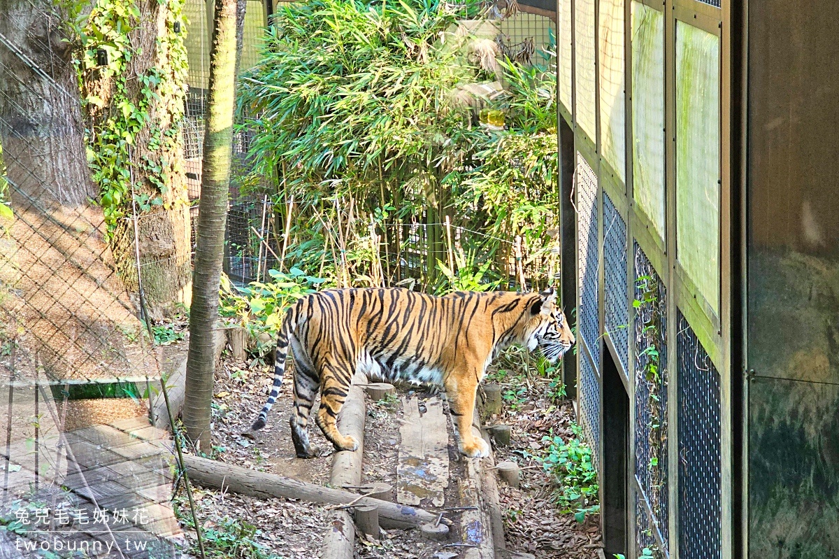 【上野動物園】東京必訪動物園｜門票、交通、北極熊、鯨頭鸛完整攻略 @兔兒毛毛姊妹花