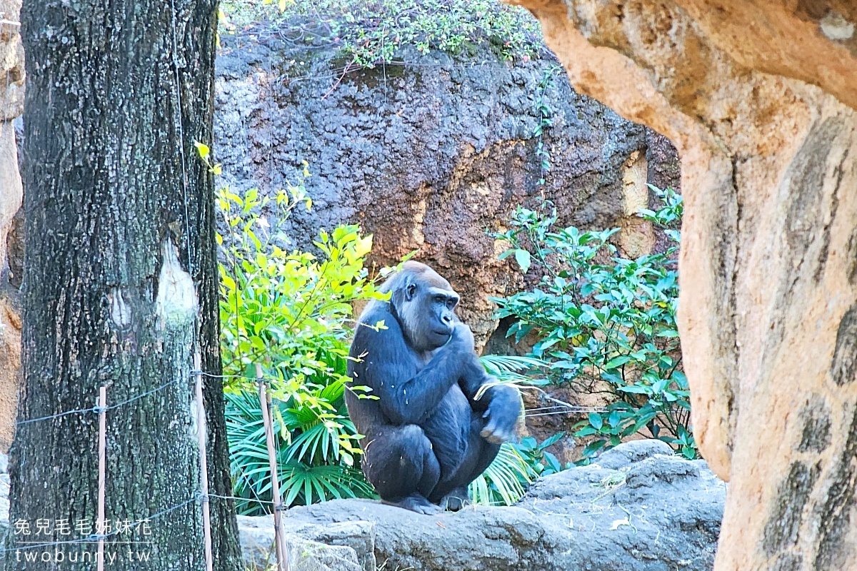 【上野動物園】東京必訪動物園｜門票、交通、北極熊、鯨頭鸛完整攻略 @兔兒毛毛姊妹花