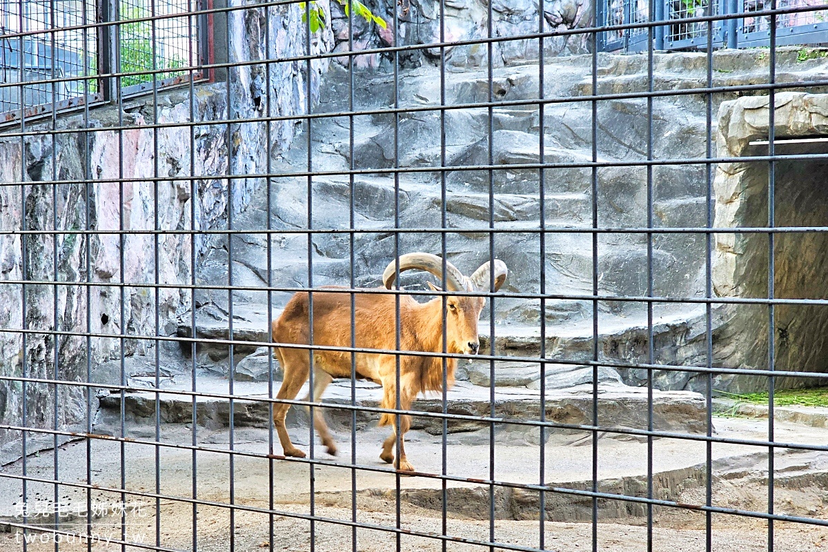 【上野動物園】東京必訪動物園｜門票、交通、北極熊、鯨頭鸛完整攻略 @兔兒毛毛姊妹花