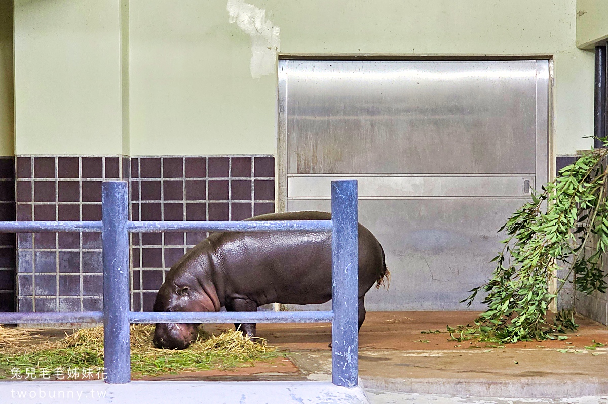 【上野動物園】東京必訪動物園｜門票、交通、北極熊、鯨頭鸛完整攻略 @兔兒毛毛姊妹花