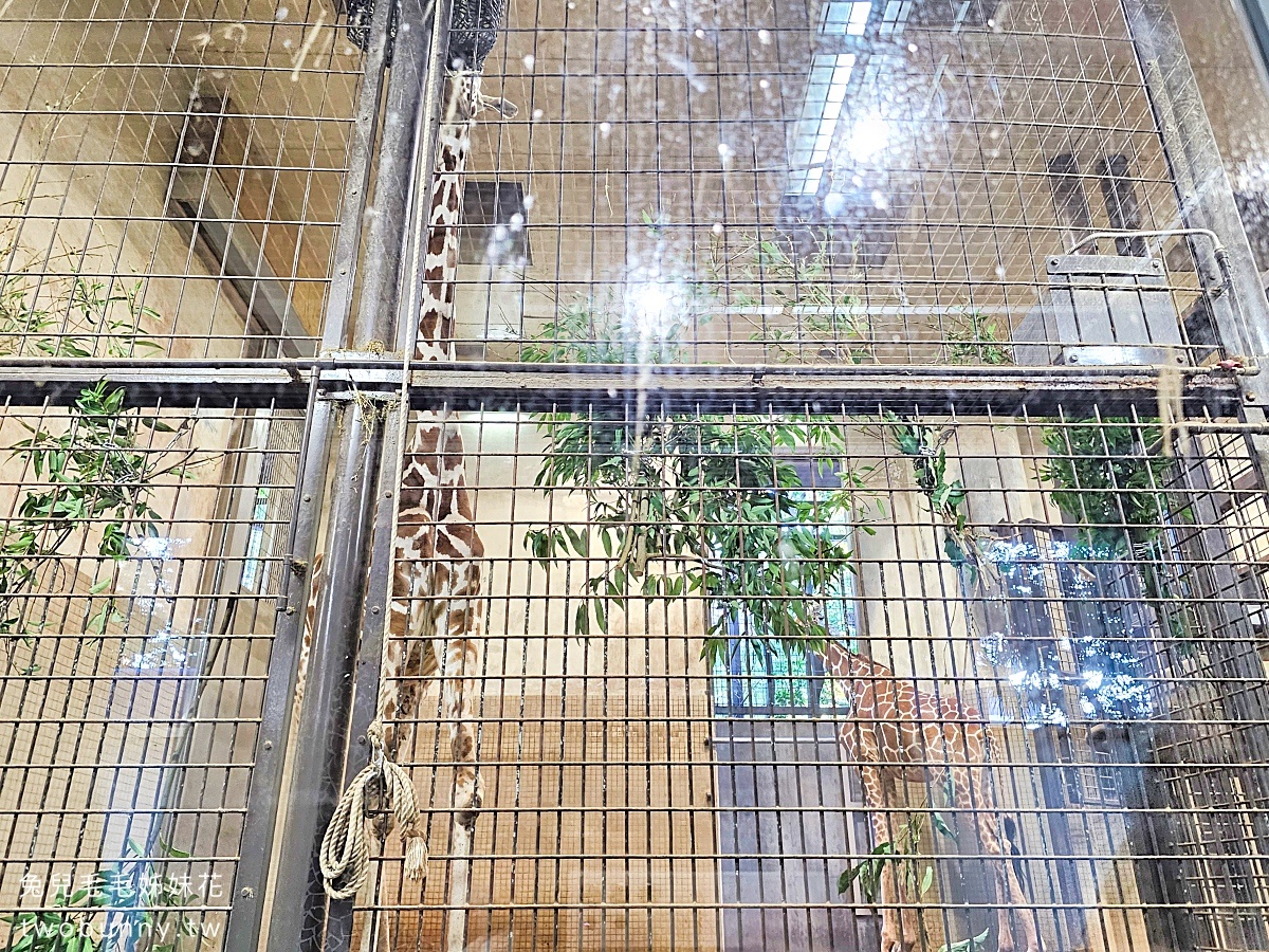 【上野動物園】東京必訪動物園｜門票、交通、北極熊、鯨頭鸛完整攻略 @兔兒毛毛姊妹花