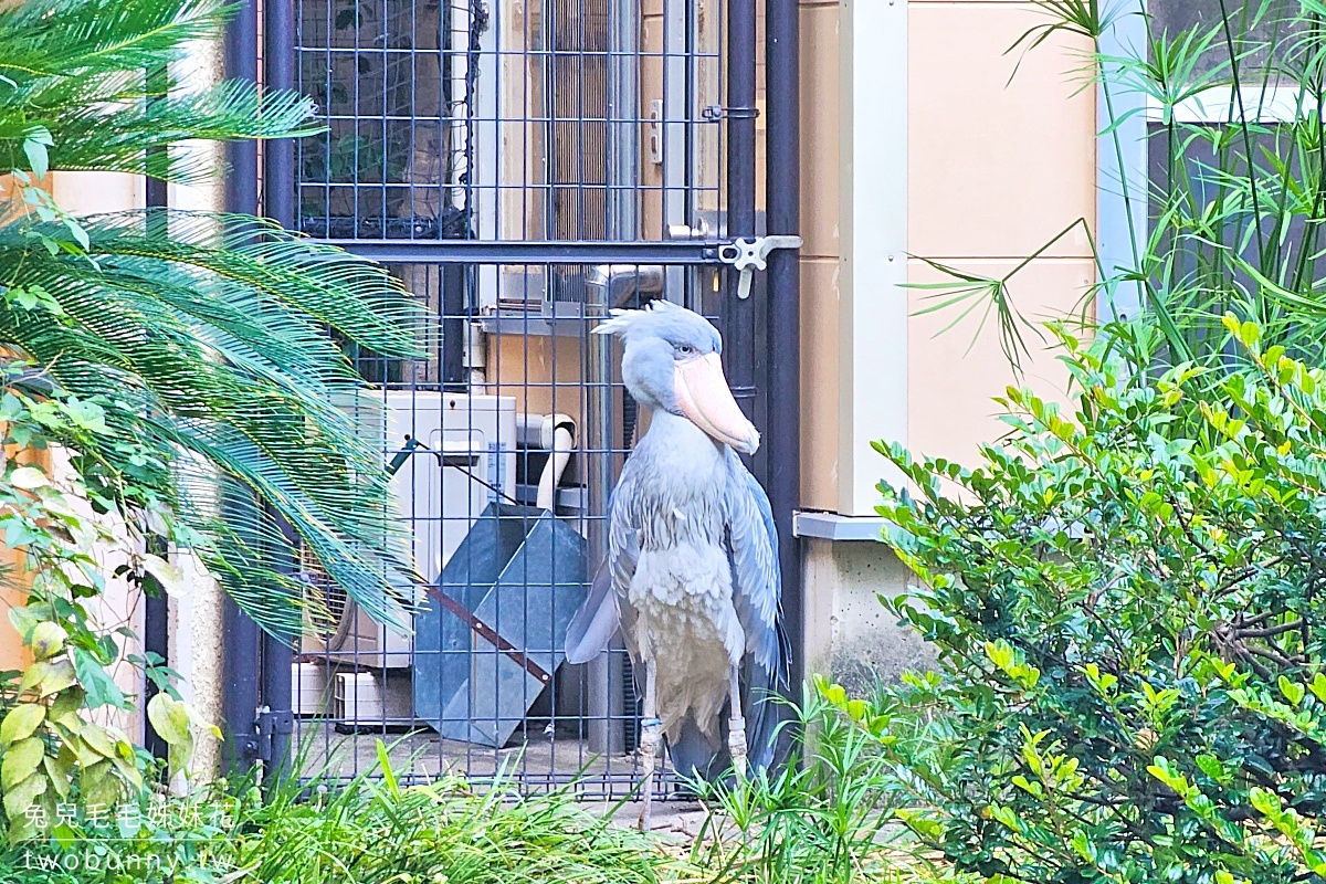 【上野動物園】東京必訪動物園｜門票、交通、北極熊、鯨頭鸛完整攻略 @兔兒毛毛姊妹花