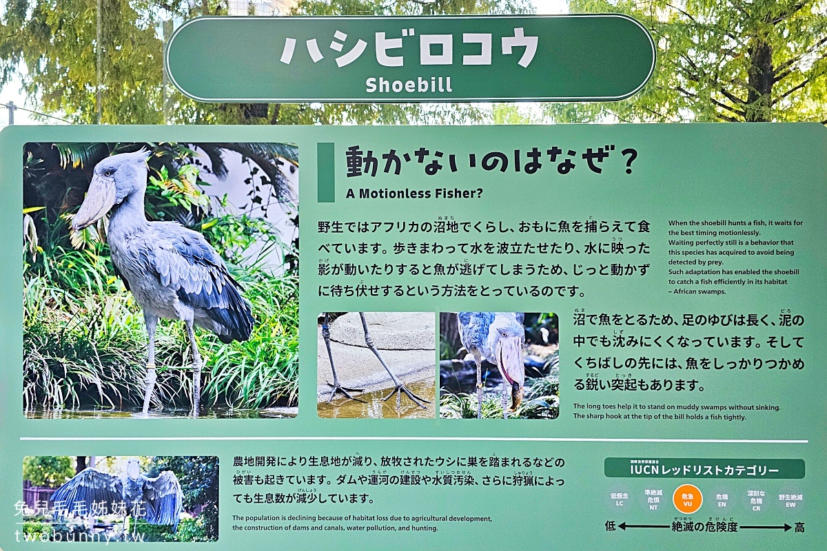 【上野動物園】東京必訪動物園｜門票、交通、北極熊、鯨頭鸛完整攻略 @兔兒毛毛姊妹花