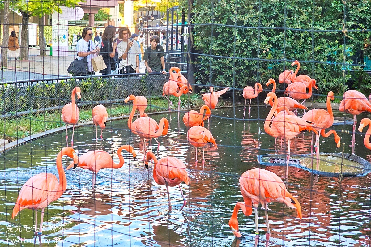 【上野動物園】東京必訪動物園｜門票、交通、北極熊、鯨頭鸛完整攻略 @兔兒毛毛姊妹花