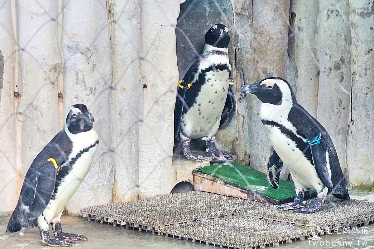 【上野動物園】東京必訪動物園｜門票、交通、北極熊、鯨頭鸛完整攻略 @兔兒毛毛姊妹花