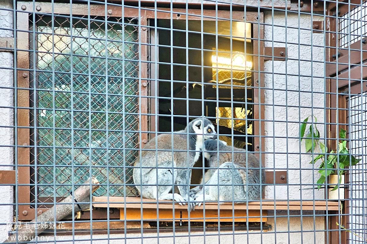 【上野動物園】東京必訪動物園｜門票、交通、北極熊、鯨頭鸛完整攻略 @兔兒毛毛姊妹花