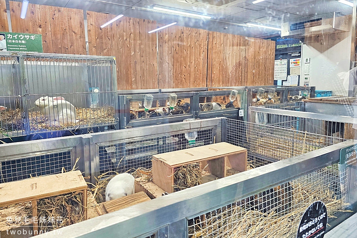 【上野動物園】東京必訪動物園｜門票、交通、北極熊、鯨頭鸛完整攻略 @兔兒毛毛姊妹花