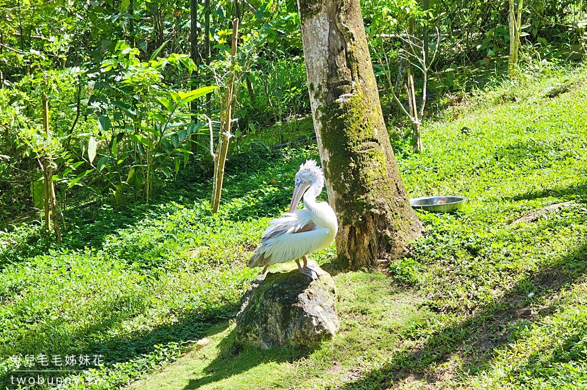 【宿霧野生動物園】Cebu Safari and Adventure Park攻略｜菲律賓最大動物園、門票交通、必玩設施 @兔兒毛毛姊妹花