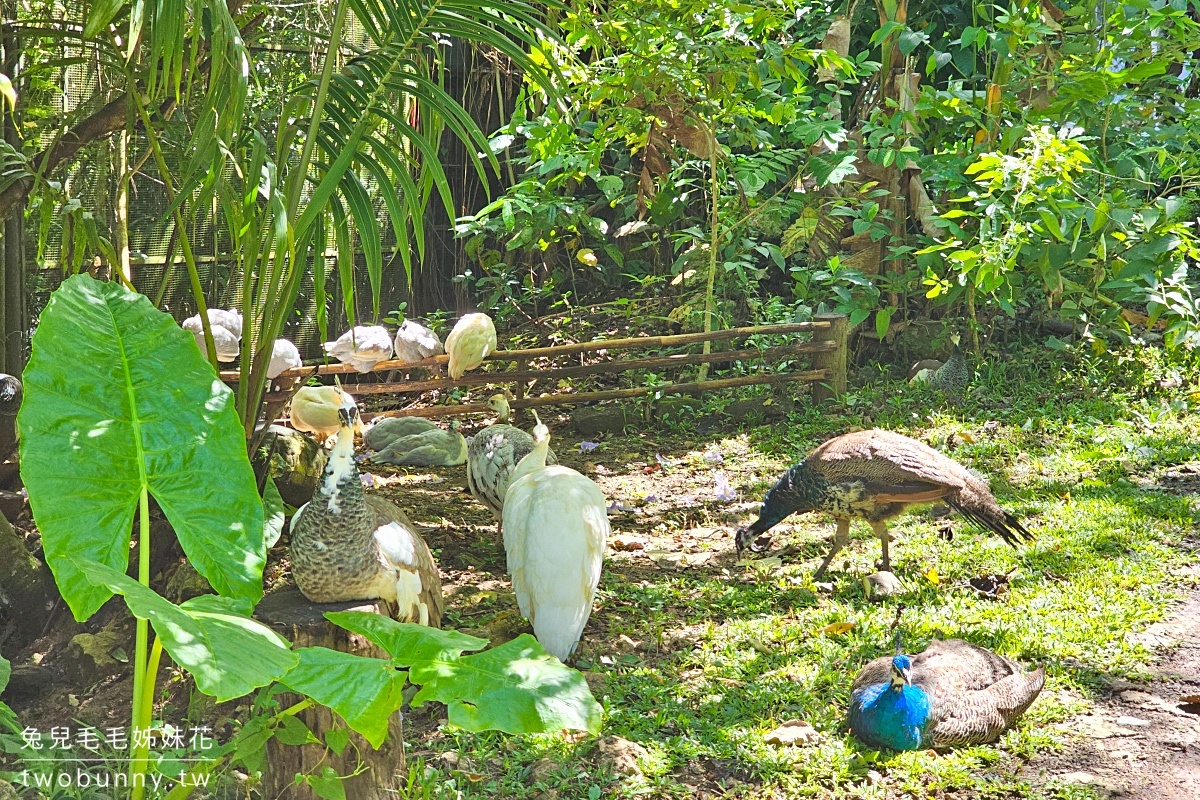 【宿霧野生動物園】Cebu Safari and Adventure Park攻略｜菲律賓最大動物園、門票交通、必玩設施 @兔兒毛毛姊妹花