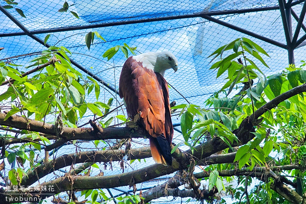 【宿霧野生動物園】Cebu Safari and Adventure Park攻略｜菲律賓最大動物園、門票交通、必玩設施 @兔兒毛毛姊妹花