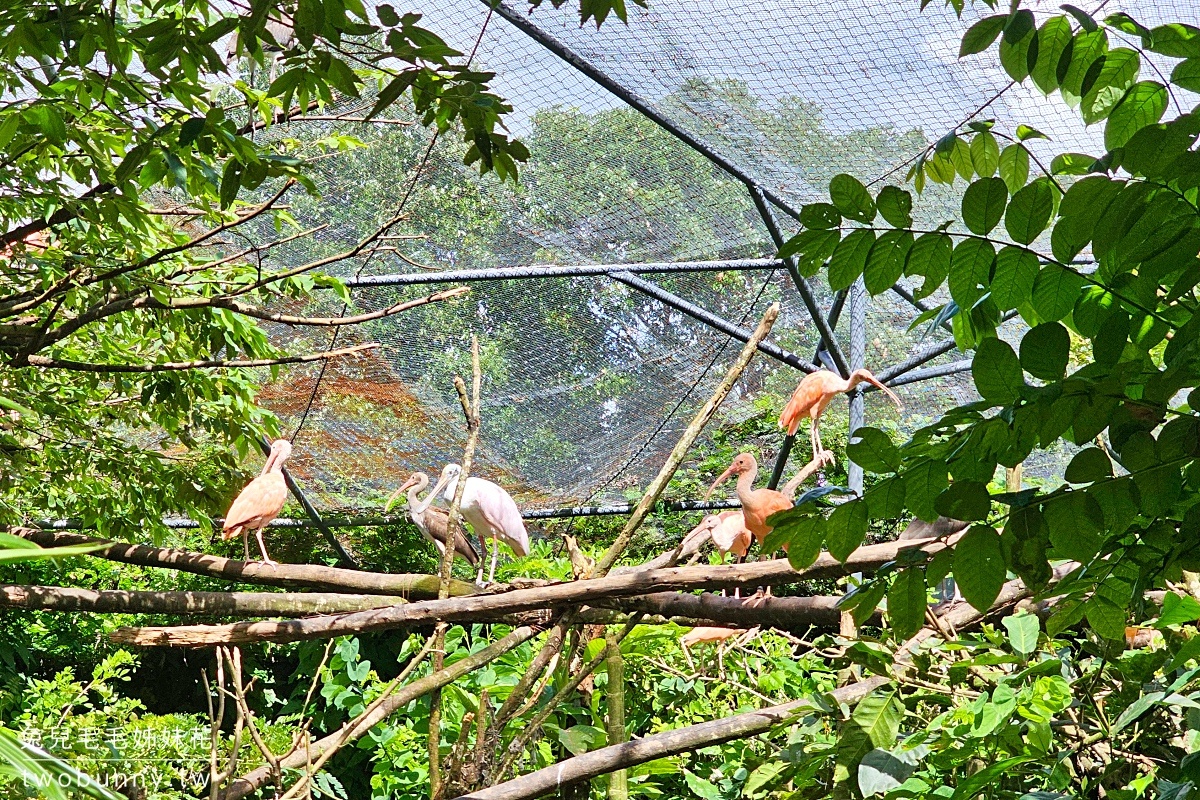 【宿霧野生動物園】Cebu Safari and Adventure Park攻略｜菲律賓最大動物園、門票交通、必玩設施 @兔兒毛毛姊妹花