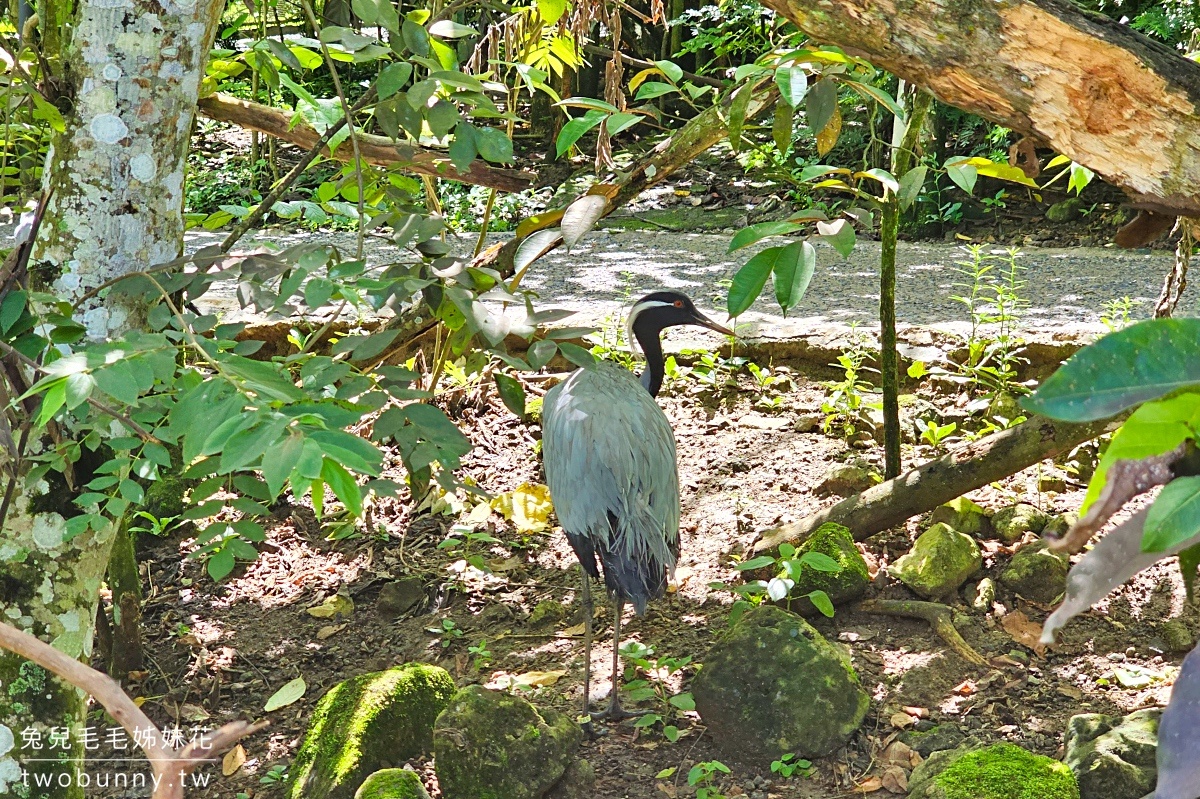 【宿霧野生動物園】Cebu Safari and Adventure Park攻略｜菲律賓最大動物園、門票交通、必玩設施 @兔兒毛毛姊妹花