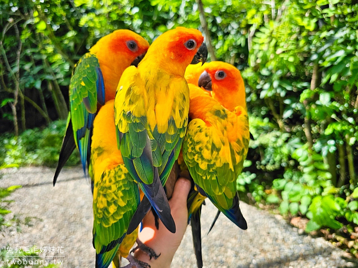 【宿霧野生動物園】Cebu Safari and Adventure Park攻略｜菲律賓最大動物園、門票交通、必玩設施 @兔兒毛毛姊妹花