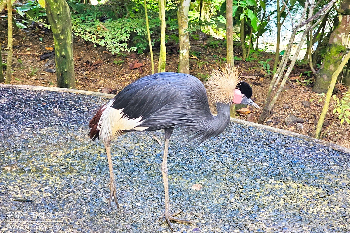 【宿霧野生動物園】Cebu Safari and Adventure Park攻略｜菲律賓最大動物園、門票交通、必玩設施 @兔兒毛毛姊妹花