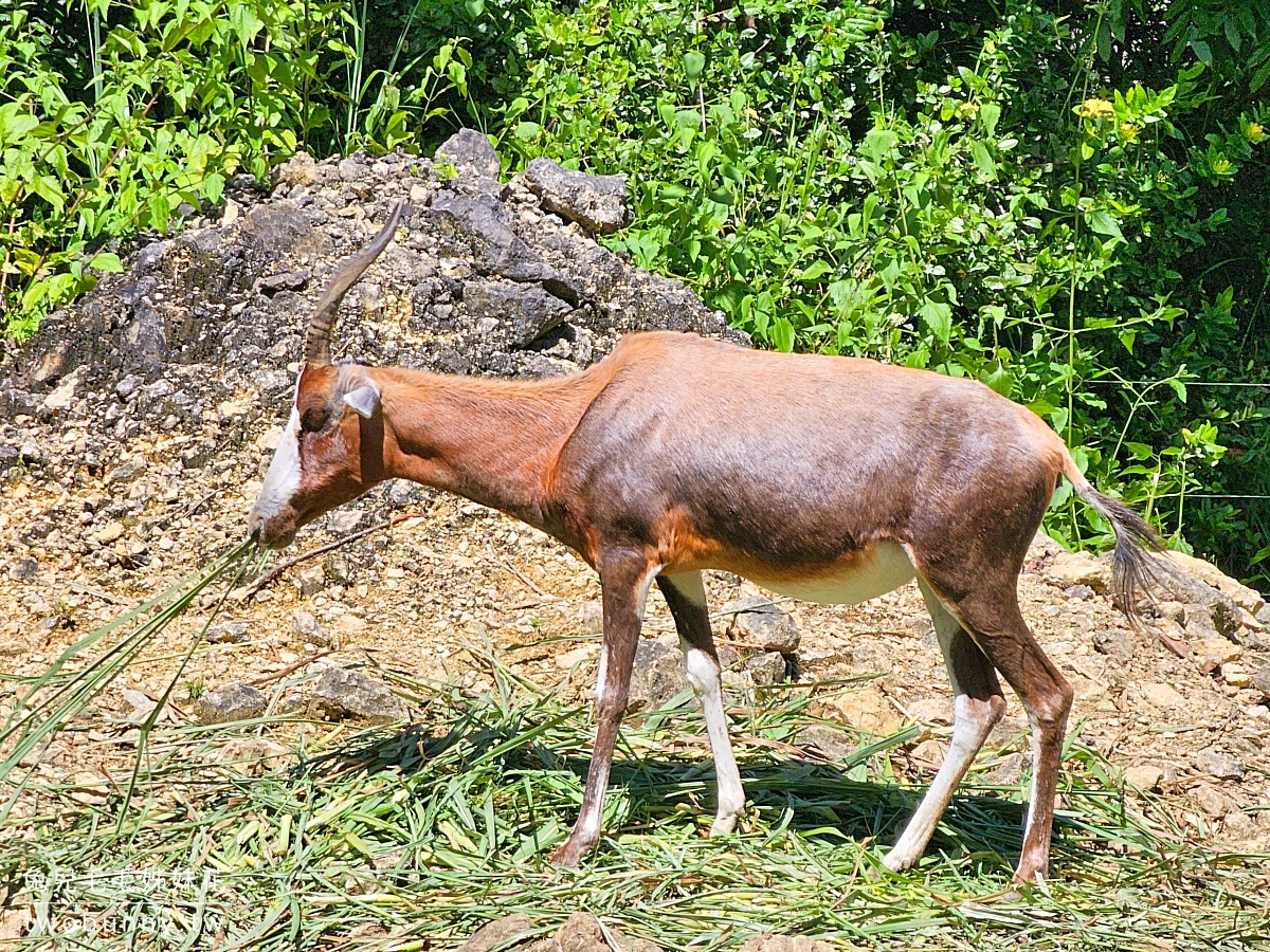【宿霧野生動物園】Cebu Safari and Adventure Park攻略｜菲律賓最大動物園、門票交通、必玩設施 @兔兒毛毛姊妹花