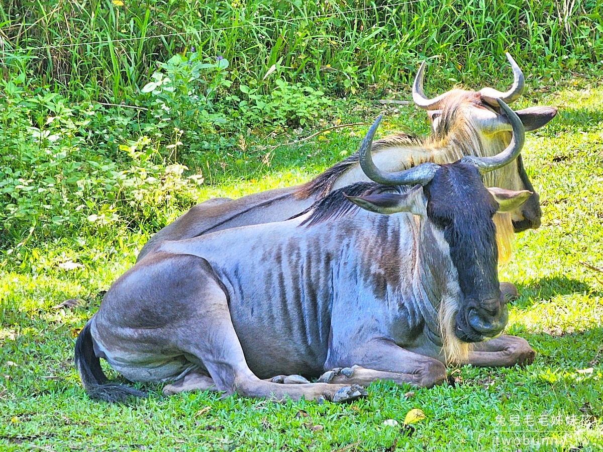 【宿霧野生動物園】Cebu Safari and Adventure Park攻略｜菲律賓最大動物園、門票交通、必玩設施 @兔兒毛毛姊妹花