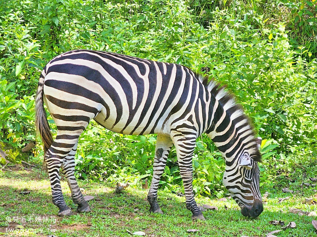 【宿霧野生動物園】Cebu Safari and Adventure Park攻略｜菲律賓最大動物園、門票交通、必玩設施 @兔兒毛毛姊妹花
