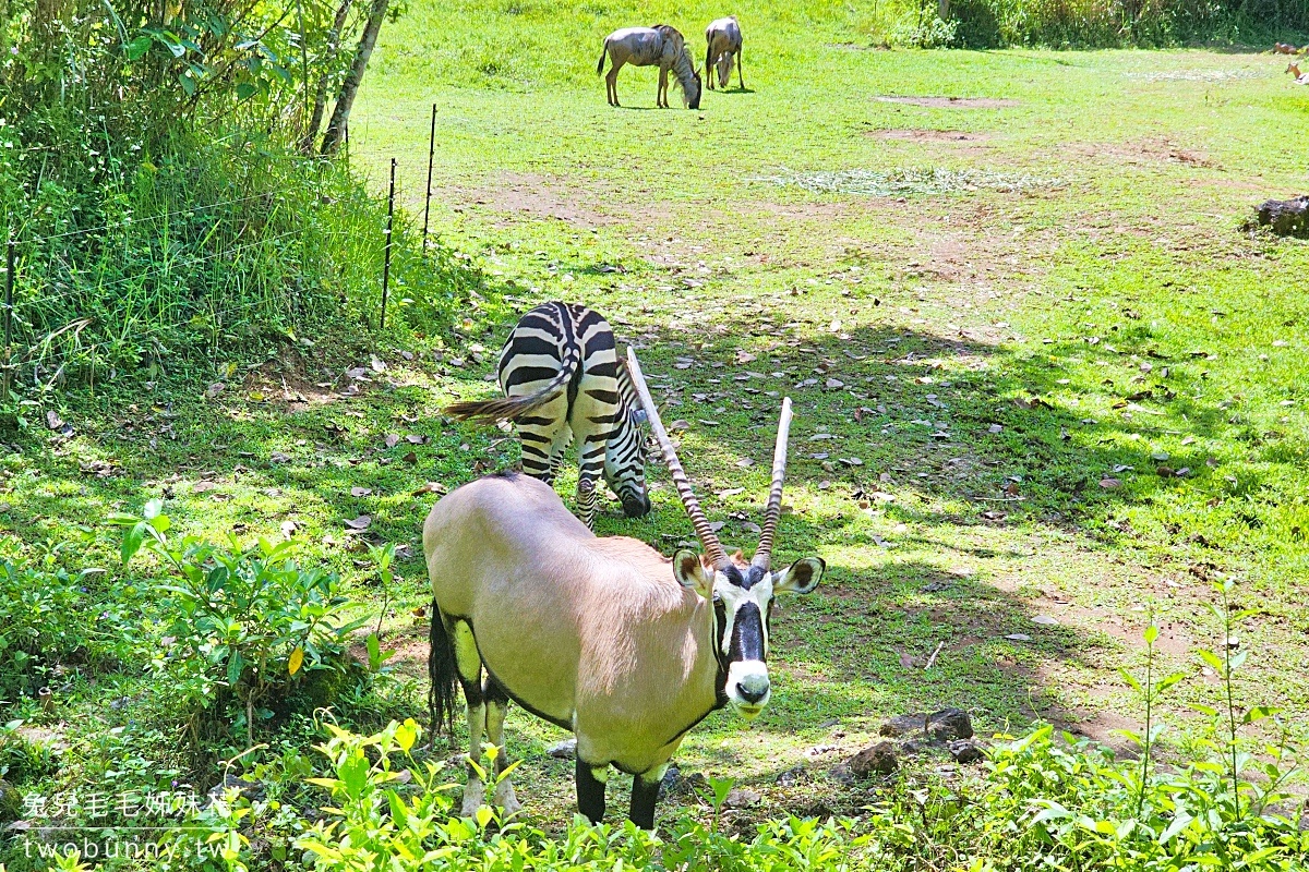 【宿霧野生動物園】Cebu Safari and Adventure Park攻略｜菲律賓最大動物園、門票交通、必玩設施 @兔兒毛毛姊妹花