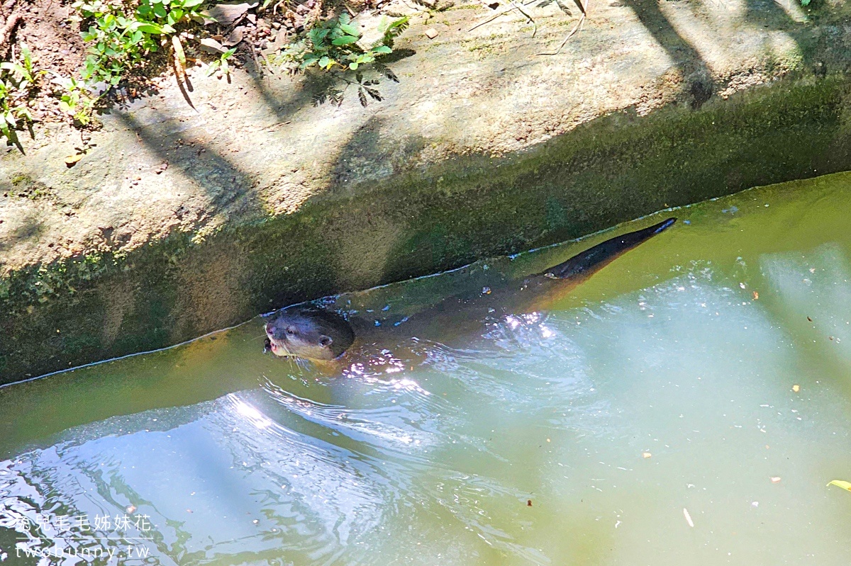 【宿霧野生動物園】Cebu Safari and Adventure Park攻略｜菲律賓最大動物園、門票交通、必玩設施 @兔兒毛毛姊妹花