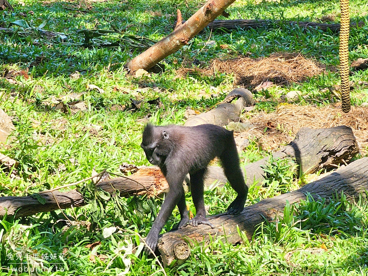 【宿霧野生動物園】Cebu Safari and Adventure Park攻略｜菲律賓最大動物園、門票交通、必玩設施 @兔兒毛毛姊妹花