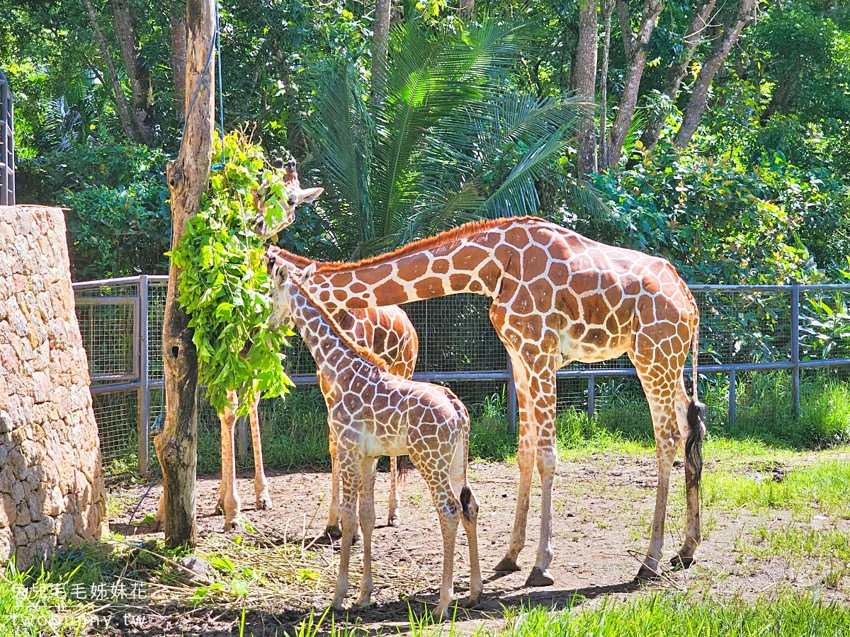 【宿霧野生動物園】Cebu Safari and Adventure Park攻略｜菲律賓最大動物園、門票交通、必玩設施 @兔兒毛毛姊妹花