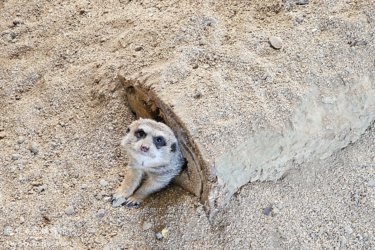 【宿霧野生動物園】Cebu Safari and Adventure Park攻略｜菲律賓最大動物園、門票交通、必玩設施 @兔兒毛毛姊妹花