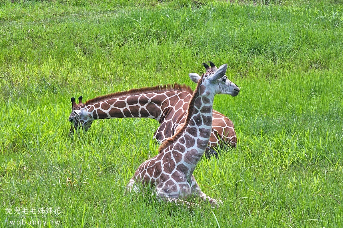 【宿霧野生動物園】Cebu Safari and Adventure Park攻略｜菲律賓最大動物園、門票交通、必玩設施 @兔兒毛毛姊妹花
