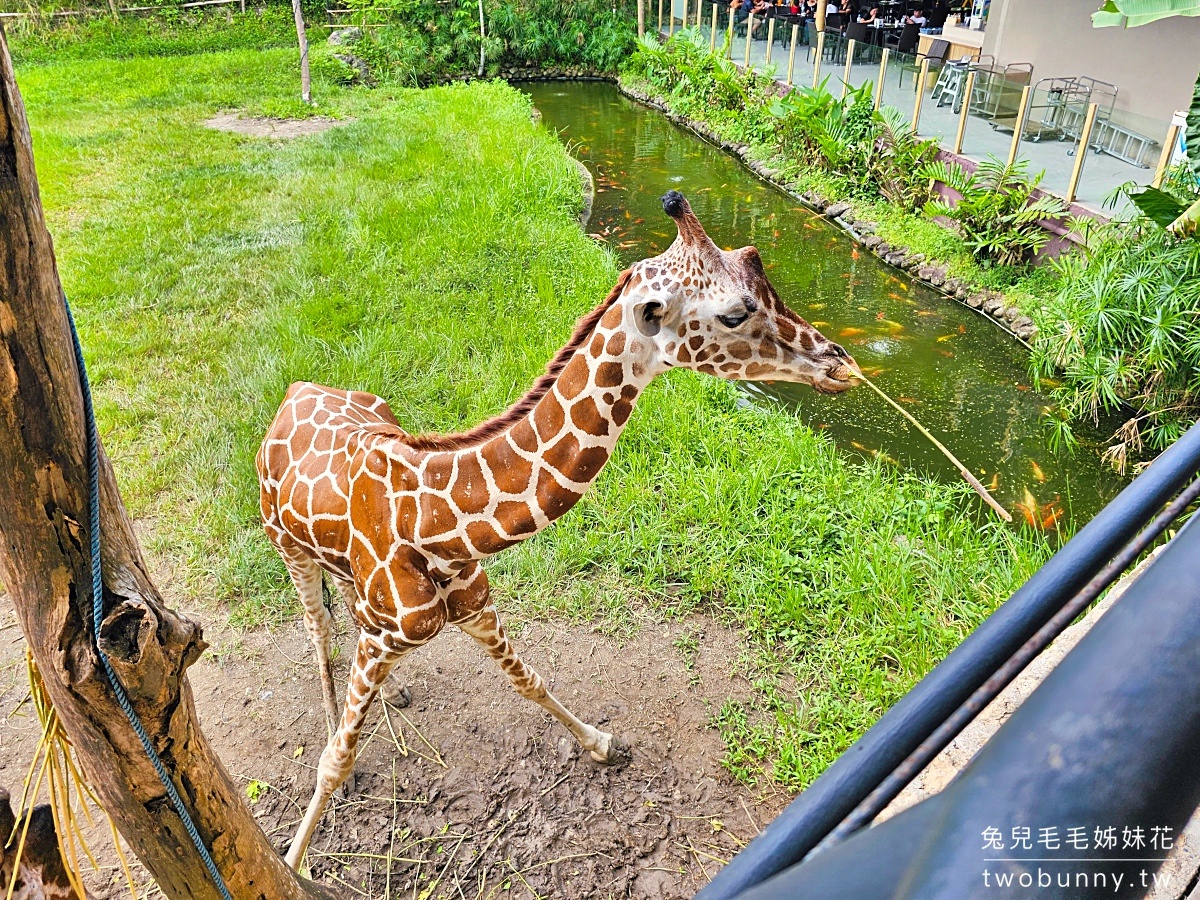 【宿霧野生動物園】Cebu Safari and Adventure Park攻略｜菲律賓最大動物園、門票交通、必玩設施 @兔兒毛毛姊妹花
