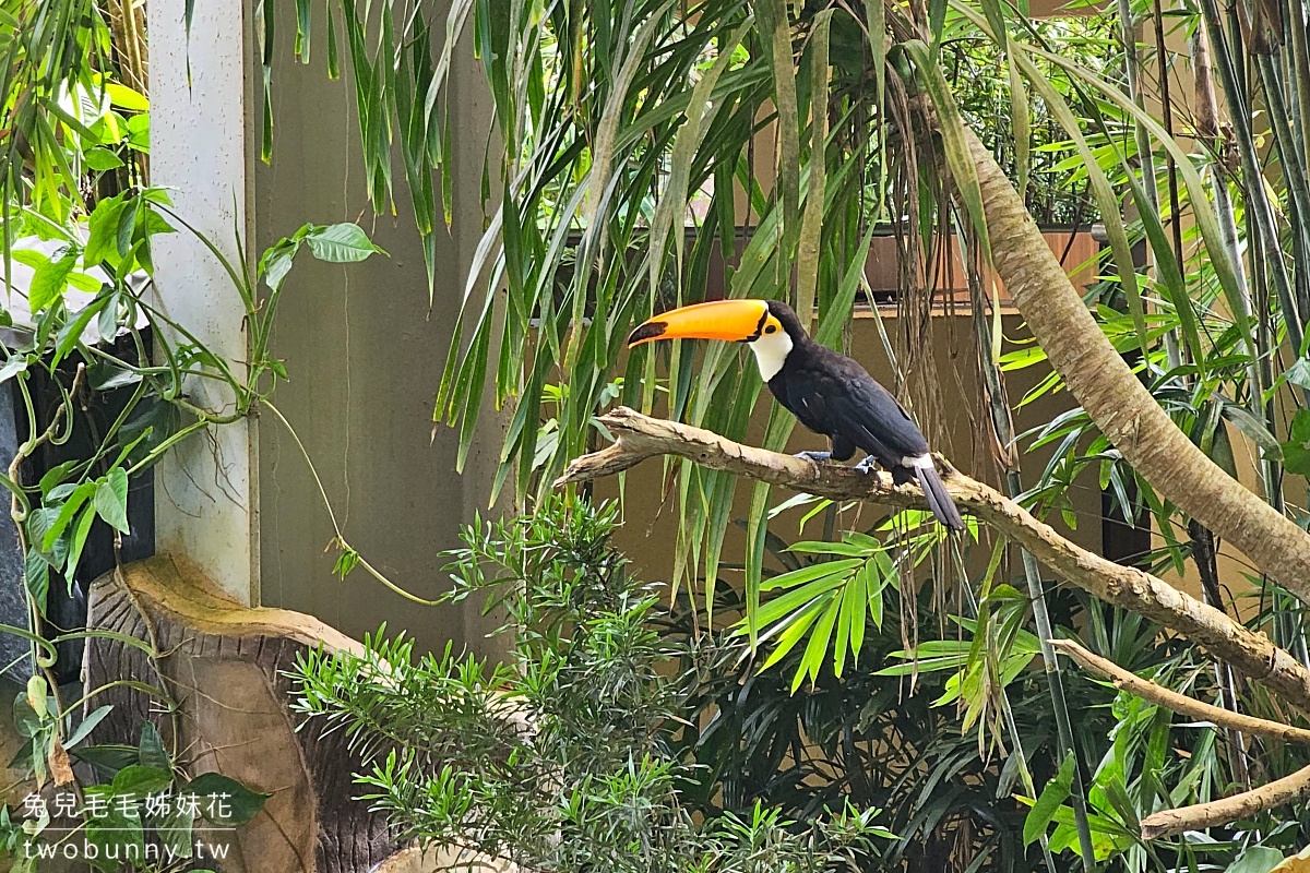 【宿霧野生動物園】Cebu Safari and Adventure Park攻略｜菲律賓最大動物園、門票交通、必玩設施 @兔兒毛毛姊妹花