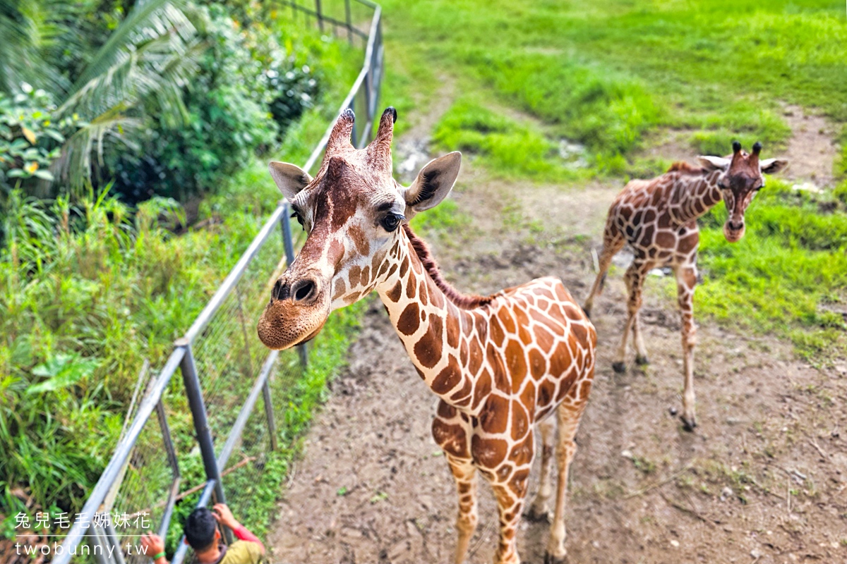 【宿霧野生動物園】Cebu Safari and Adventure Park攻略｜菲律賓最大動物園、門票交通、必玩設施 @兔兒毛毛姊妹花
