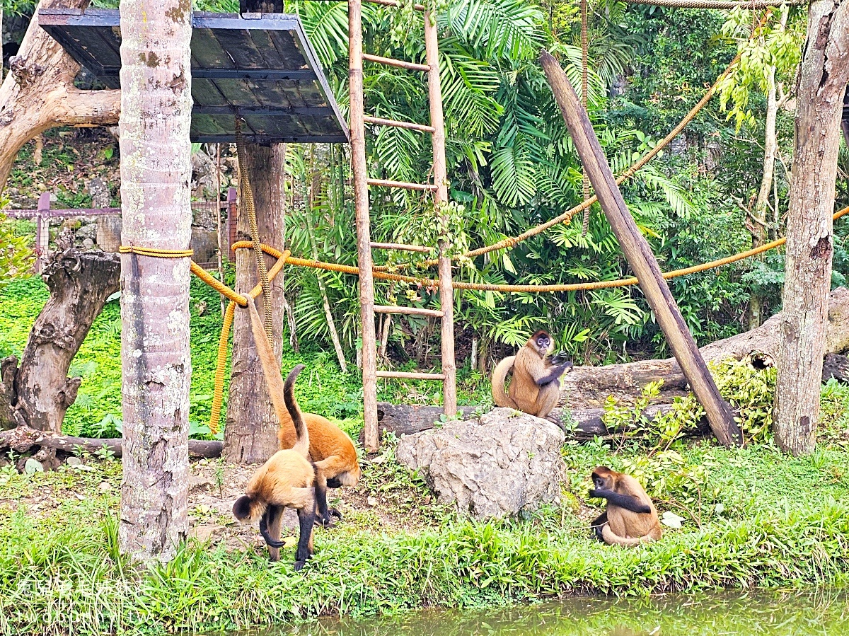 【宿霧野生動物園】Cebu Safari and Adventure Park攻略｜菲律賓最大動物園、門票交通、必玩設施 @兔兒毛毛姊妹花