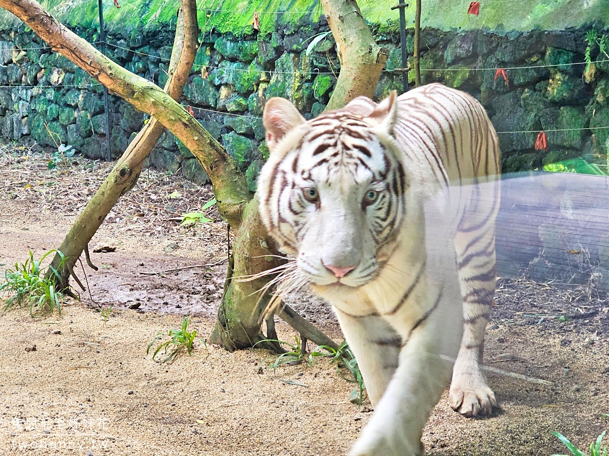 【宿霧野生動物園】Cebu Safari and Adventure Park攻略｜菲律賓最大動物園、門票交通、必玩設施 @兔兒毛毛姊妹花