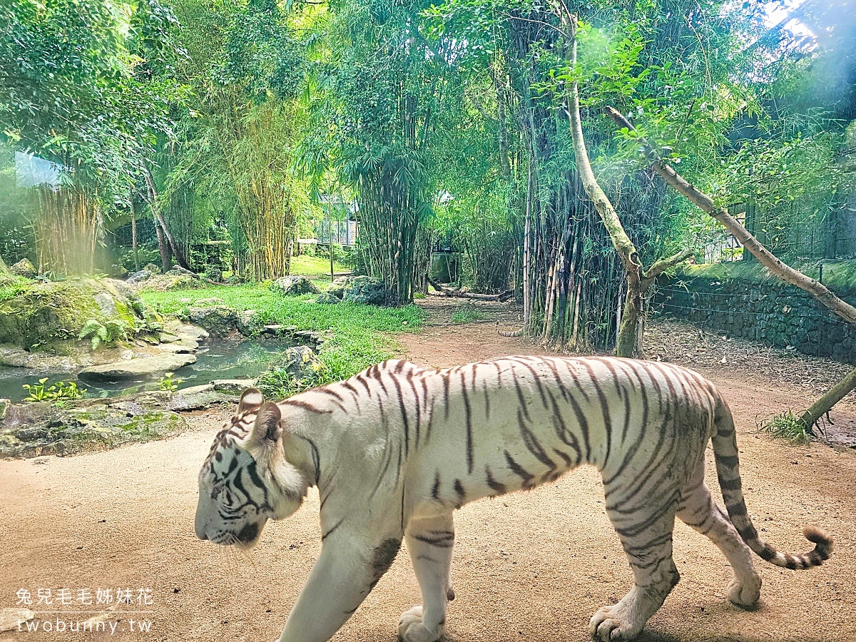 【宿霧野生動物園】Cebu Safari and Adventure Park攻略｜菲律賓最大動物園、門票交通、必玩設施 @兔兒毛毛姊妹花