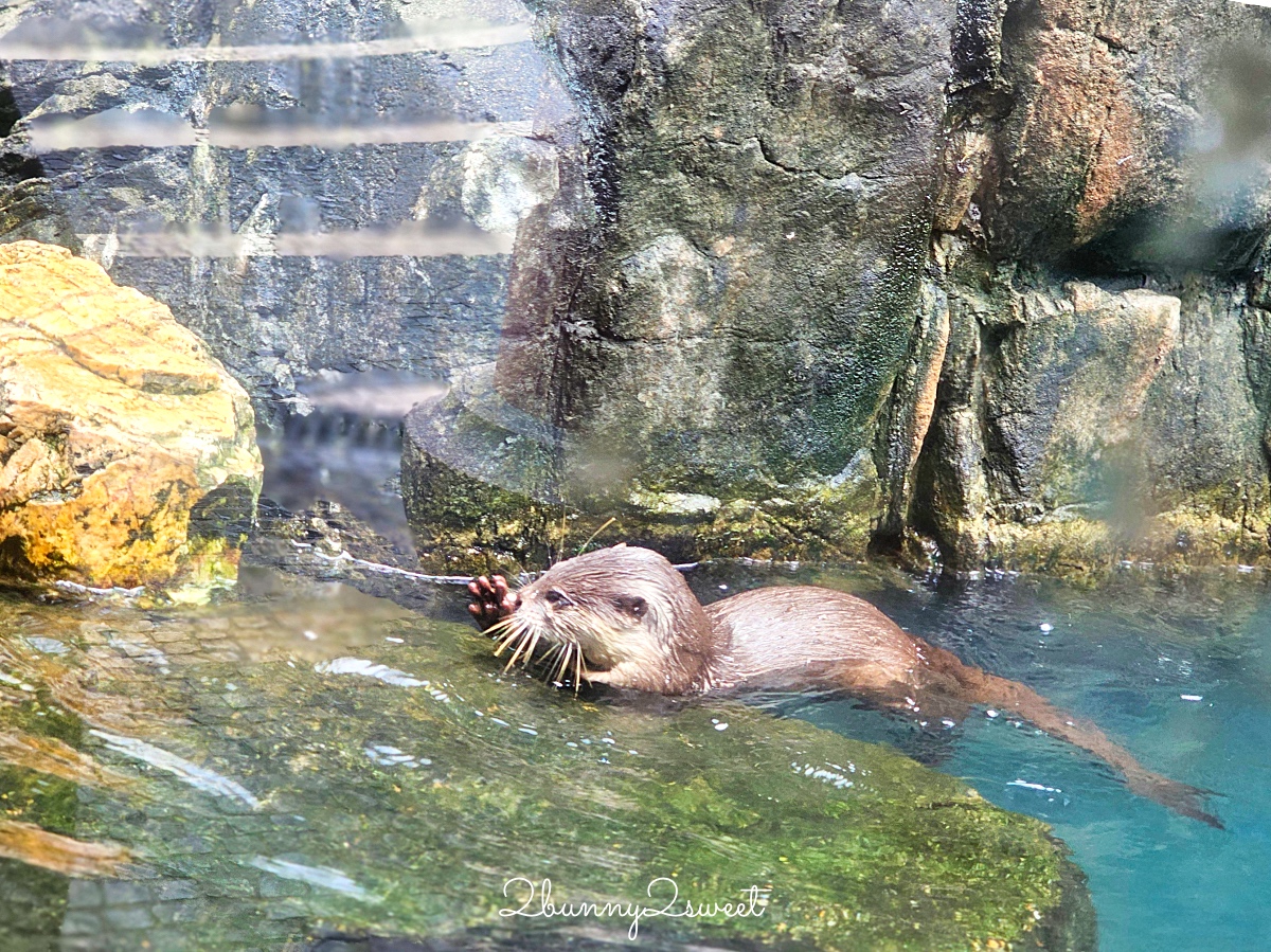 【香港海洋公園】香港親子景點推薦｜海洋列車、海景纜車、水族館、遊樂園一票玩到底 @兔兒毛毛姊妹花