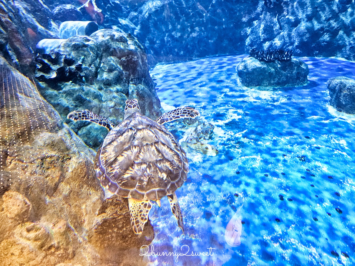 【香港海洋公園】香港親子景點推薦｜海洋列車、海景纜車、水族館、遊樂園一票玩到底 @兔兒毛毛姊妹花