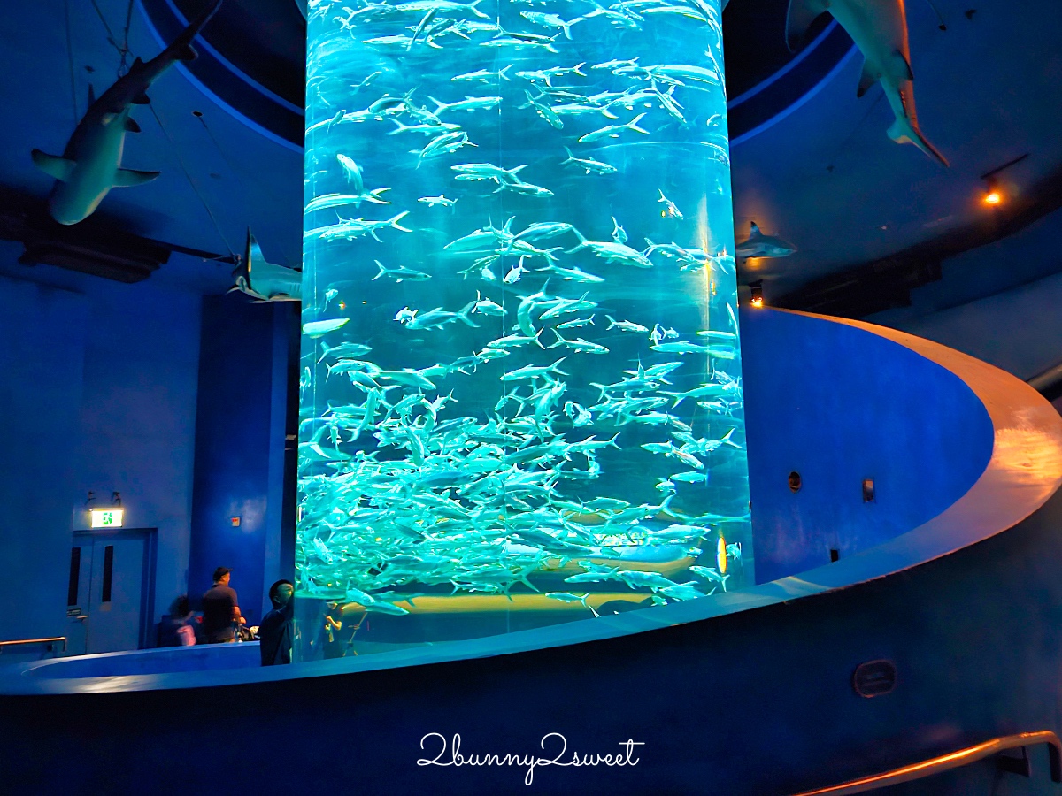 【香港海洋公園】香港親子景點推薦｜海洋列車、海景纜車、水族館、遊樂園一票玩到底 @兔兒毛毛姊妹花