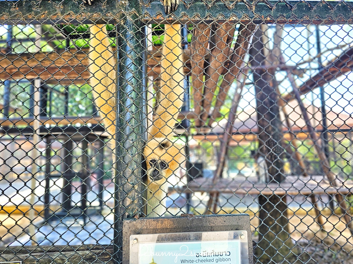 泰國大城景點「大城動物園」吉普車長頸鹿合照,還能牽獅子老虎的 Sriayuthaya Lion Park @兔兒毛毛姊妹花 泰國大城景點「大城動物園」吉普車長頸鹿合照,還能牽獅子老虎的 Sriayuthaya Lion Park @兔兒毛毛姊妹花