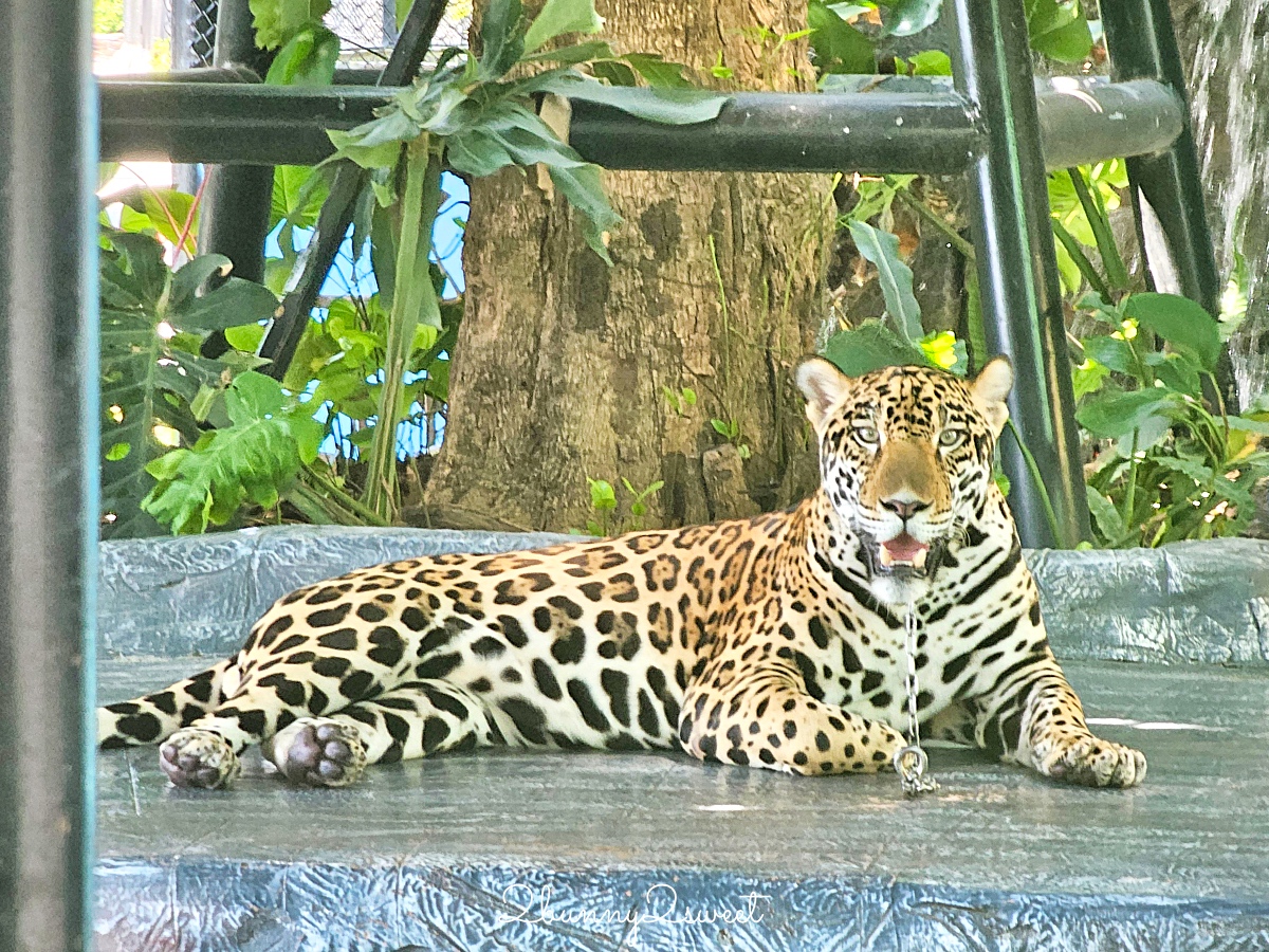 泰國大城景點「大城動物園」吉普車長頸鹿合照,還能牽獅子老虎的 Sriayuthaya Lion Park @兔兒毛毛姊妹花 泰國大城景點「大城動物園」吉普車長頸鹿合照,還能牽獅子老虎的 Sriayuthaya Lion Park @兔兒毛毛姊妹花