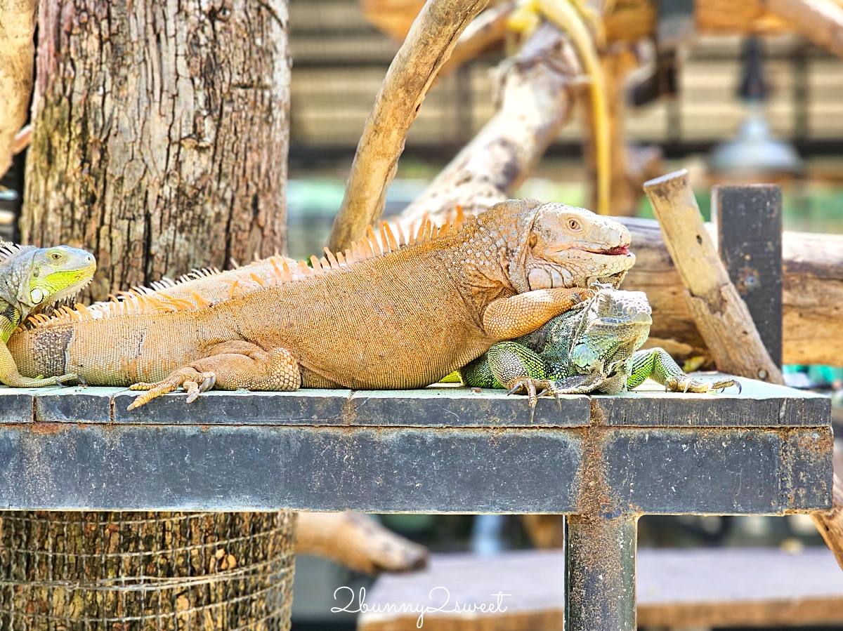 泰國大城景點「大城動物園」吉普車長頸鹿合照,還能牽獅子老虎的 Sriayuthaya Lion Park @兔兒毛毛姊妹花 泰國大城景點「大城動物園」吉普車長頸鹿合照,還能牽獅子老虎的 Sriayuthaya Lion Park @兔兒毛毛姊妹花