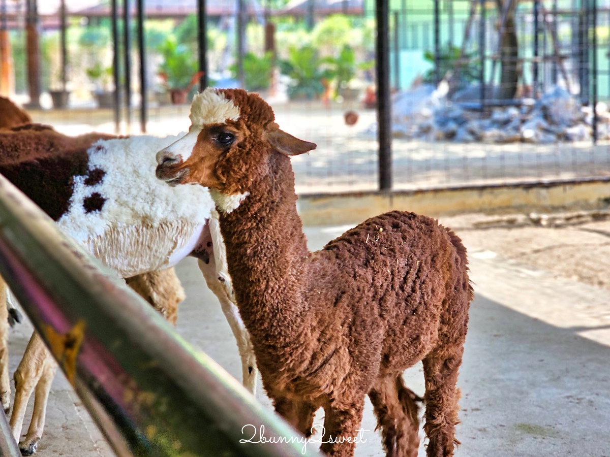 泰國大城景點「大城動物園」吉普車長頸鹿合照,還能牽獅子老虎的 Sriayuthaya Lion Park @兔兒毛毛姊妹花 泰國大城景點「大城動物園」吉普車長頸鹿合照,還能牽獅子老虎的 Sriayuthaya Lion Park @兔兒毛毛姊妹花