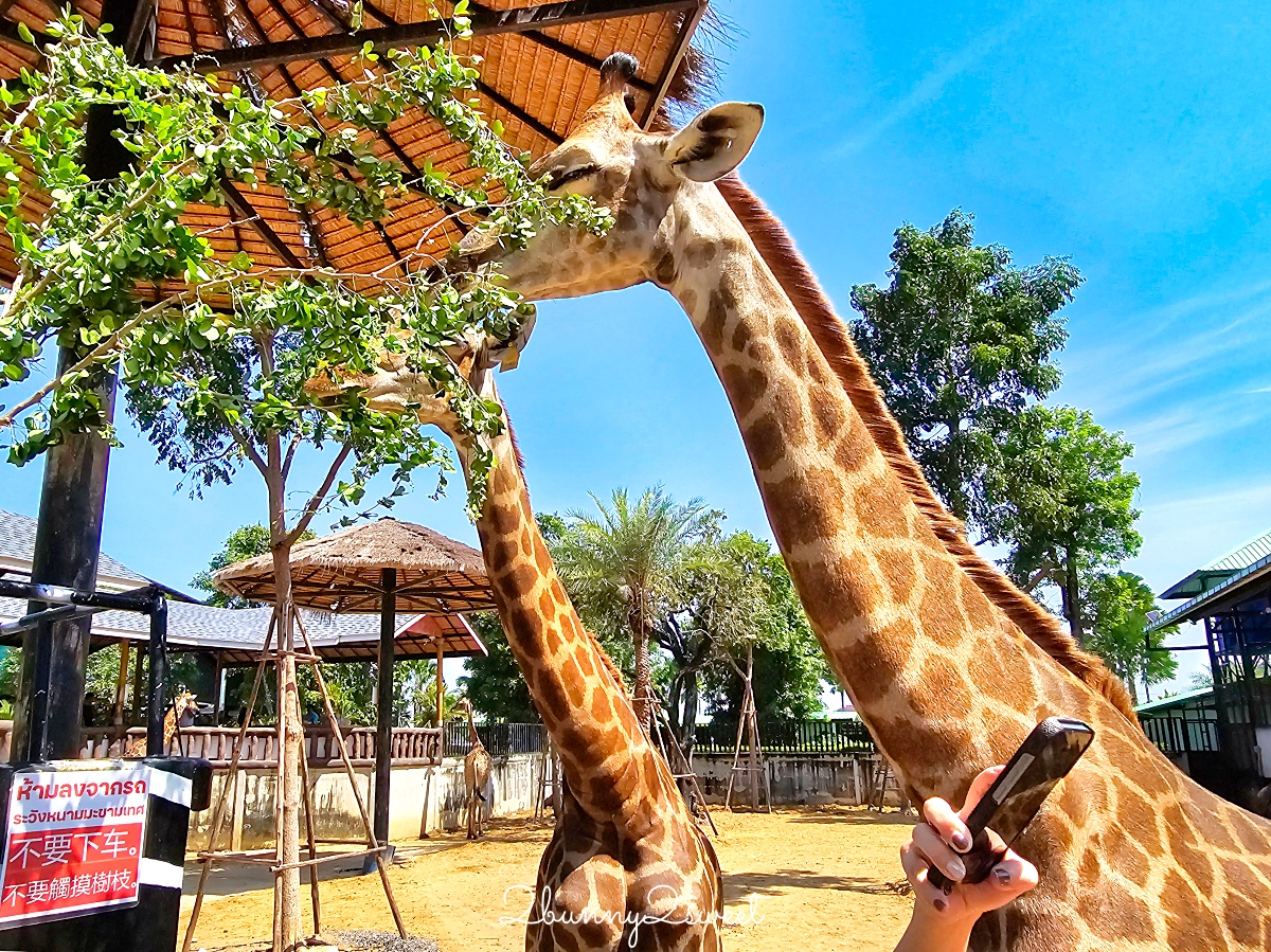 泰國大城景點「大城動物園」吉普車長頸鹿合照,還能牽獅子老虎的 Sriayuthaya Lion Park @兔兒毛毛姊妹花 泰國大城景點「大城動物園」吉普車長頸鹿合照,還能牽獅子老虎的 Sriayuthaya Lion Park @兔兒毛毛姊妹花
