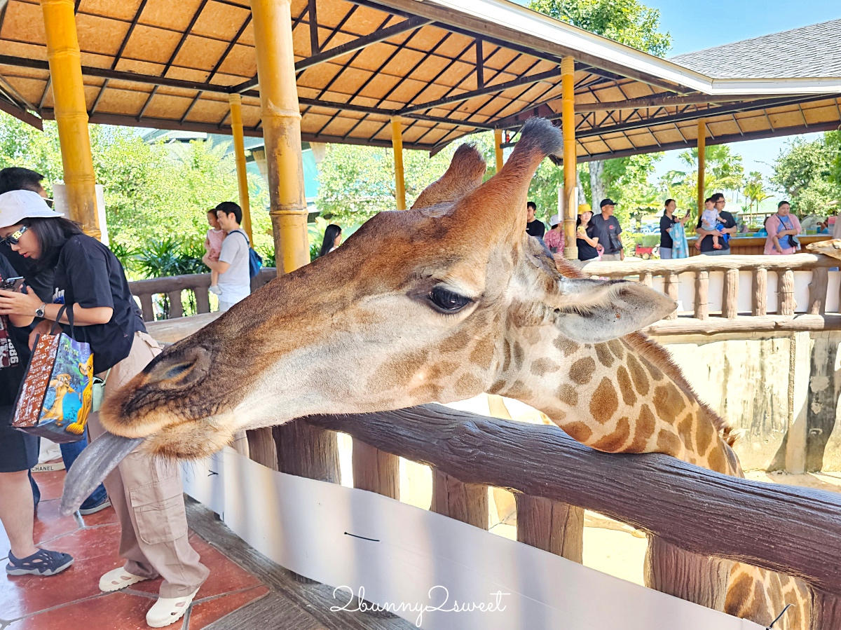 泰國大城景點「大城動物園」吉普車長頸鹿合照,還能牽獅子老虎的 Sriayuthaya Lion Park @兔兒毛毛姊妹花 泰國大城景點「大城動物園」吉普車長頸鹿合照,還能牽獅子老虎的 Sriayuthaya Lion Park @兔兒毛毛姊妹花