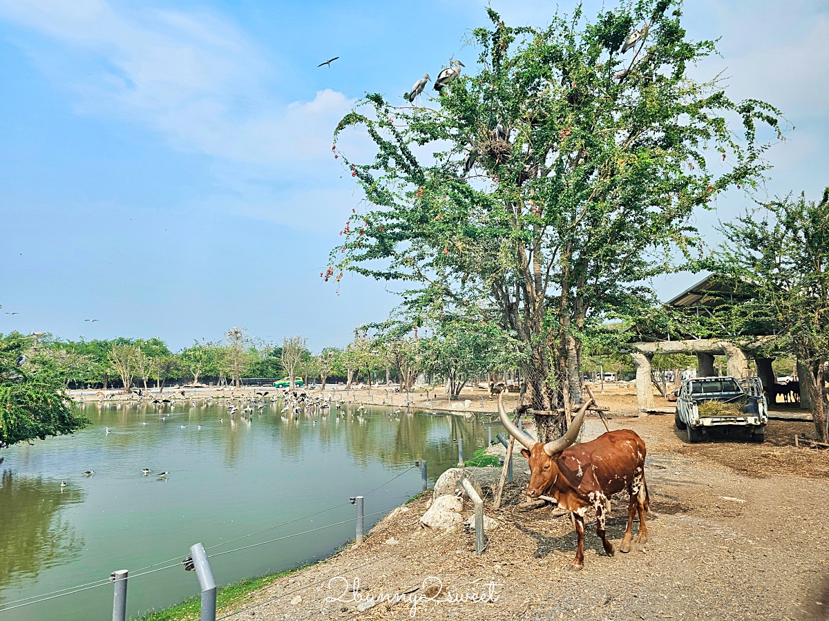 【萊旅遊曼谷包車】曼谷野生動物園一日遊推薦|Safari World、動物咖啡廳、夜市輕鬆玩 @兔兒毛毛姊妹花 【萊旅遊曼谷包車】曼谷野生動物園一日遊推薦|Safari World、動物咖啡廳、夜市輕鬆玩 @兔兒毛毛姊妹花